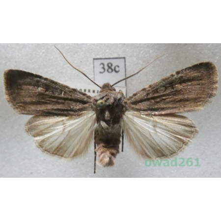 Euxoa nigricans (Linnaeus, 1761) Czech38c